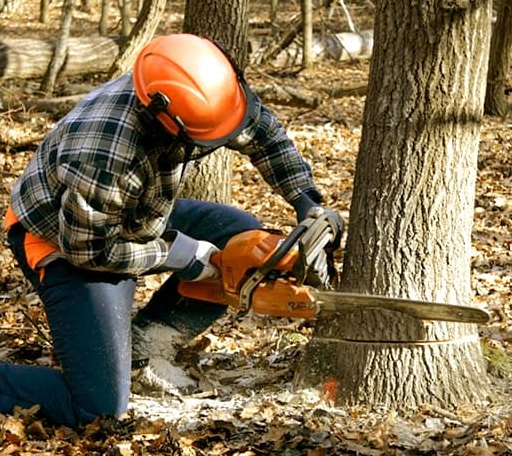 Tree Removal in Iola, TX